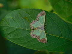 Zamarada denticulata