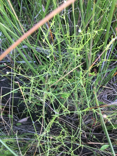 Image of Galium tinctorium by (c) harrier, some rights reserved (CC BY)