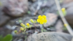 Erythranthe pulsiferae