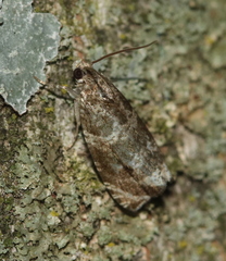 Olethreutes appendiceum