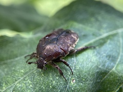 Protaetia fusca