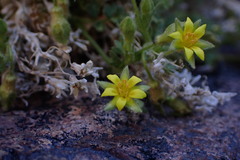 Ivesia arizonica