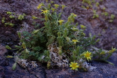 Ivesia arizonica