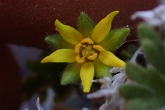Ivesia arizonica