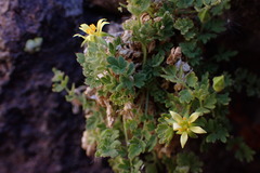 Ivesia arizonica