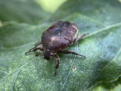 Protaetia fusca