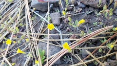 Erythranthe pulsiferae