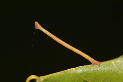 Eulithis diversilineata