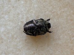 Protaetia fusca