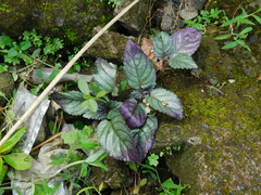 Hemigraphis alternata