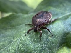 Protaetia fusca