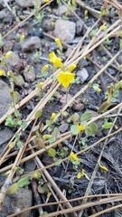 Erythranthe pulsiferae