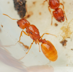 Pheidole furtiva