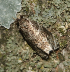 Olethreutes appendiceum