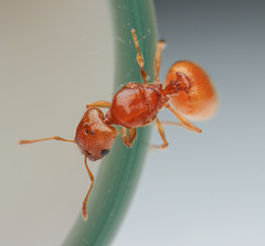 Pheidole furtiva