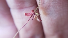 Erythranthe pulsiferae