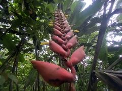 Heliconia stilesii