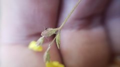 Erythranthe pulsiferae