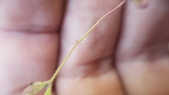 Erythranthe pulsiferae