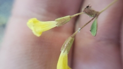 Erythranthe pulsiferae