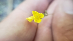 Erythranthe pulsiferae