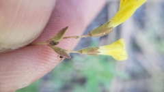 Erythranthe pulsiferae