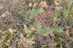 Baccharis coridifolia