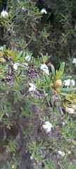 Arcytophyllum thymifolium