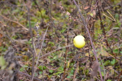 Solanum palinacanthum