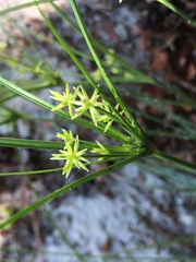 Cyperus grayi