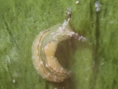 Elysia subornata