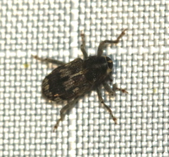 Acoptus suturalis