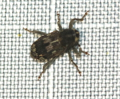 Acoptus suturalis