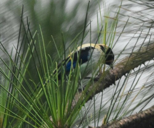 Black-headed Tanager (Stilpnia cyanoptera), photo 6