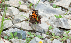 Polygonia faunus image
