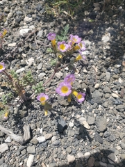 Phacelia bicolor