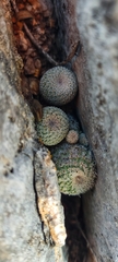 Epithelantha unguispina