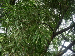 Pouteria salicifolia