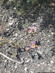Phacelia bicolor