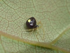 Theridula opulenta