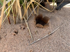 Peziza ammophila