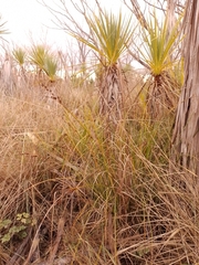 Carex dipsacea