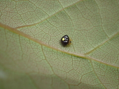 Theridula opulenta