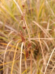 Carex dipsacea