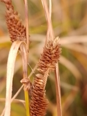 Carex dipsacea
