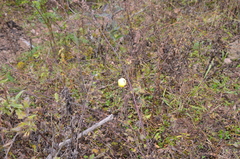 Solanum palinacanthum