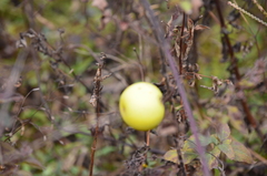 Solanum palinacanthum