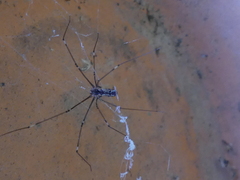 Crossopriza