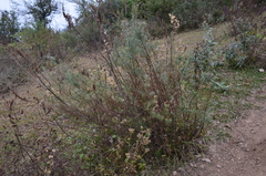 Baccharis coridifolia