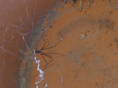 Crossopriza
